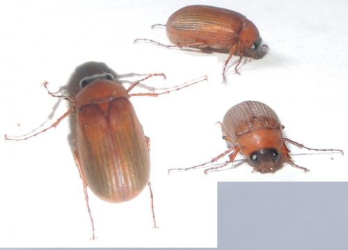 Serica brunnea